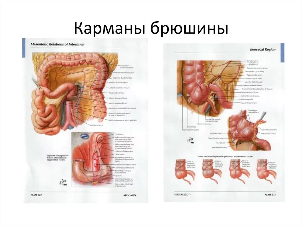 Брюшина покрывает сигмовидную кишку. Брюшина покрывает сигмовидную кишку