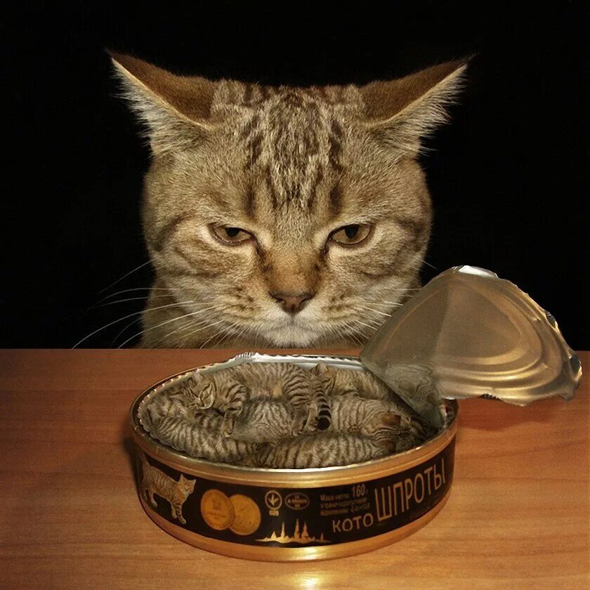 Ighbcns. Кошка и консервные банки. Шпротный кот. Кот в консерве. Животные застрявшие в консервных банках.