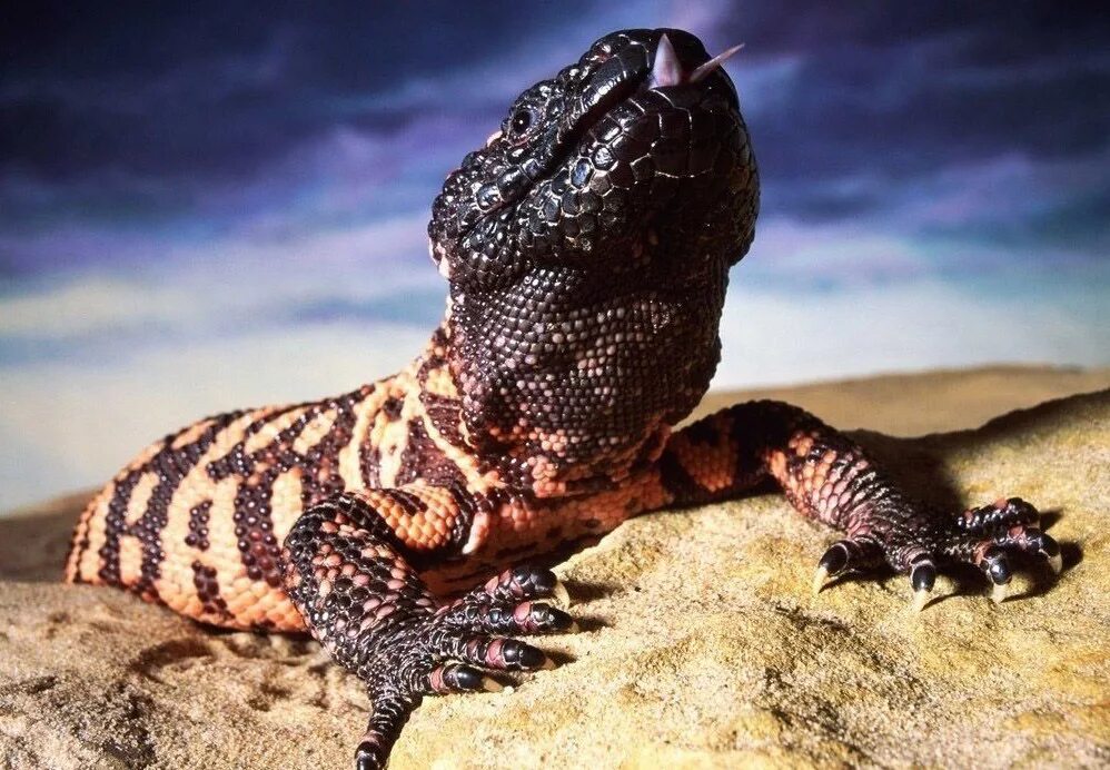 ядозуб ящерица. ящерица- аризонский ядозуб. мексиканская ящерица ядозуб. мексиканская ящерица ядозуб. гила монстр ящерица.