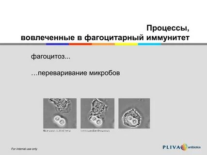 Фагоцитарная теория иммунитета