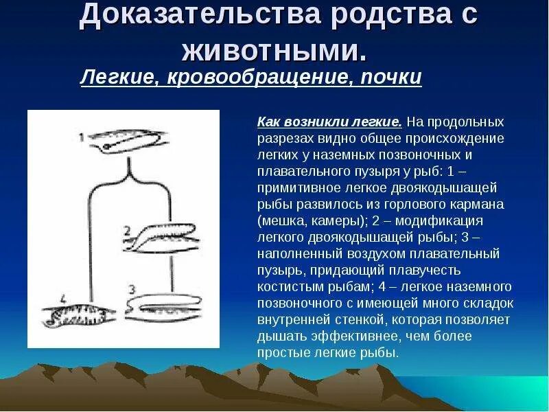 Также можно доказать. Доказательства родства человека и животных. Доказательства родства человека с животными. Доказательства родства человека с млекопитающими. Доказательства родства человека с млекопитающими животными кратко.