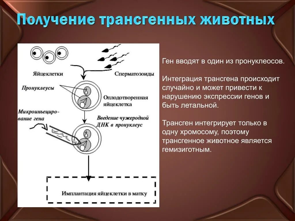 Методы введения днк. Схема получения трансгенных животных. Метод микроинъекции в получении трансгенных животных. Цели создания трансгенных животных. Схема получения трансгенного животного.