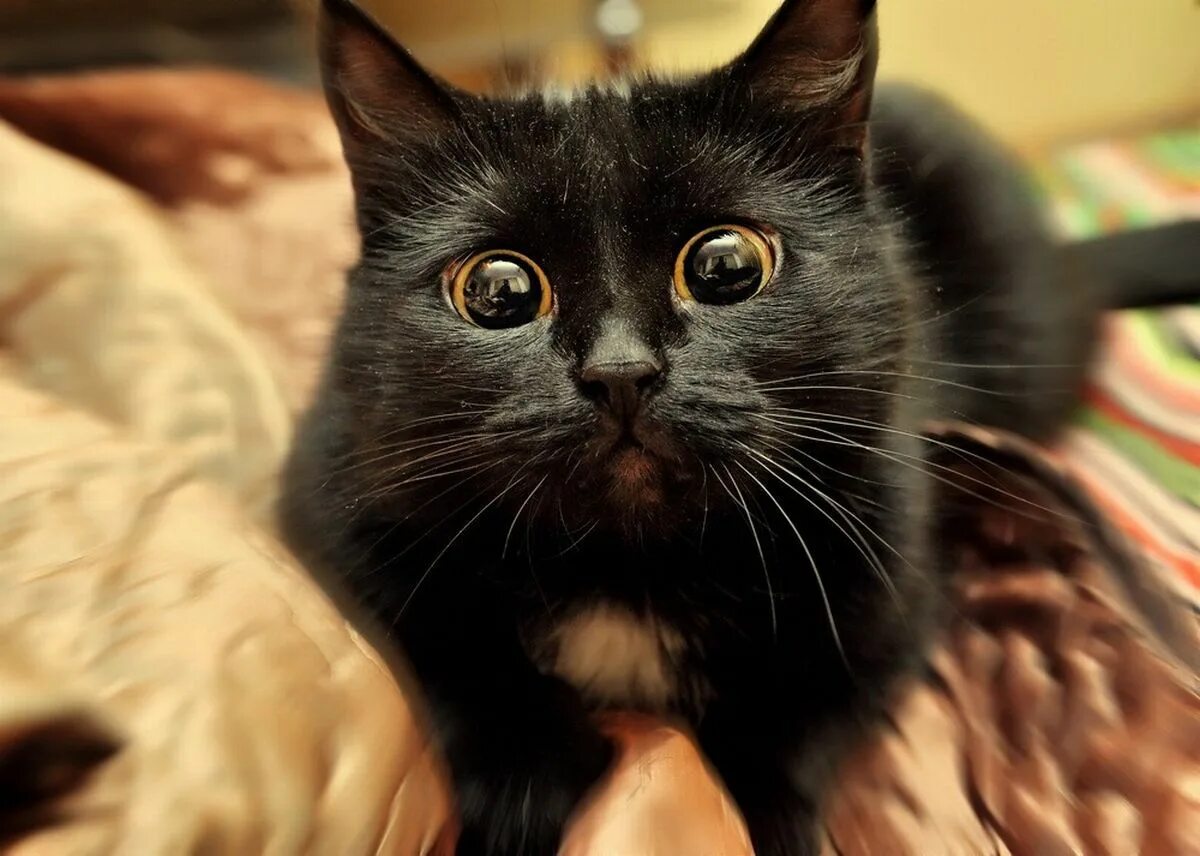 Полна киса. Котики. Черная кошка. Кошки фото. Кокотики.
