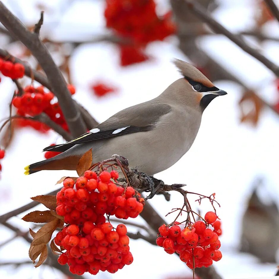 Фотография свиристель. Свиристель обыкновенный (Bombycilla garrulus). Дрозд свиристель Крымский. Свиристель Сибирская. Дрозд обыкновенный свиристель.