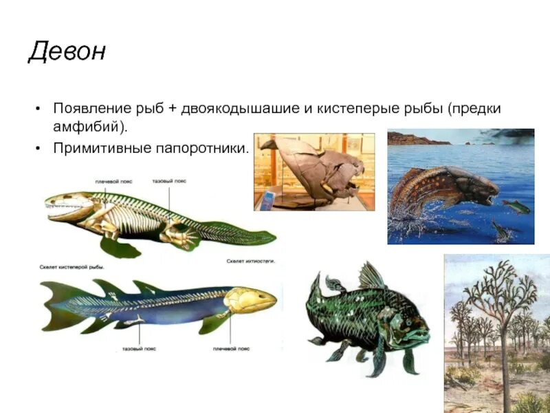 Предки амфибий