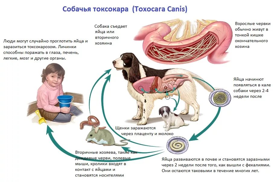 Какие продукты источник аскаридоза. Цикл развития токсокароза собак. Токсокара жизненный цикл схема. Токсокароз жизненный цикл схема. Токсокара собачья жизненный цикл.