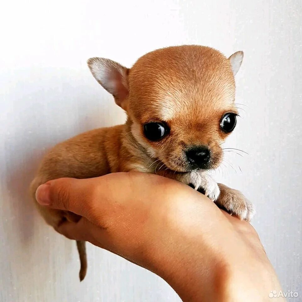 порода чихуахуа описание породы фото. чау хуа. порода собак чихуахуа. порода собак чихуахуа. мексиканский терьер чихуахуа.