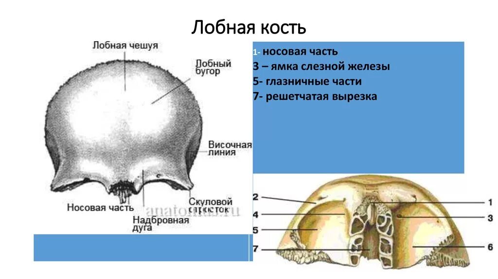 Носовая часть лобной кости анатомия. Лобная кость, расположение, анатомические структуры.. Лобная кость решетчатая вырезка. Глазничная часть лобной кости.