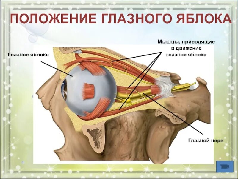 Благодаря чему осуществляется движение глазного яблока