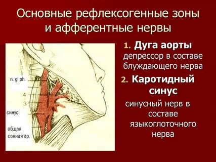 Каротидный синус
