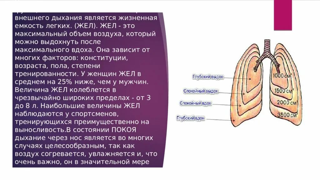 Жизненная ёмкость лёгких. Жизненная ёмкость лёгких (жел). Жизненный объём лёгких. Жёл легких. Вдох особенности