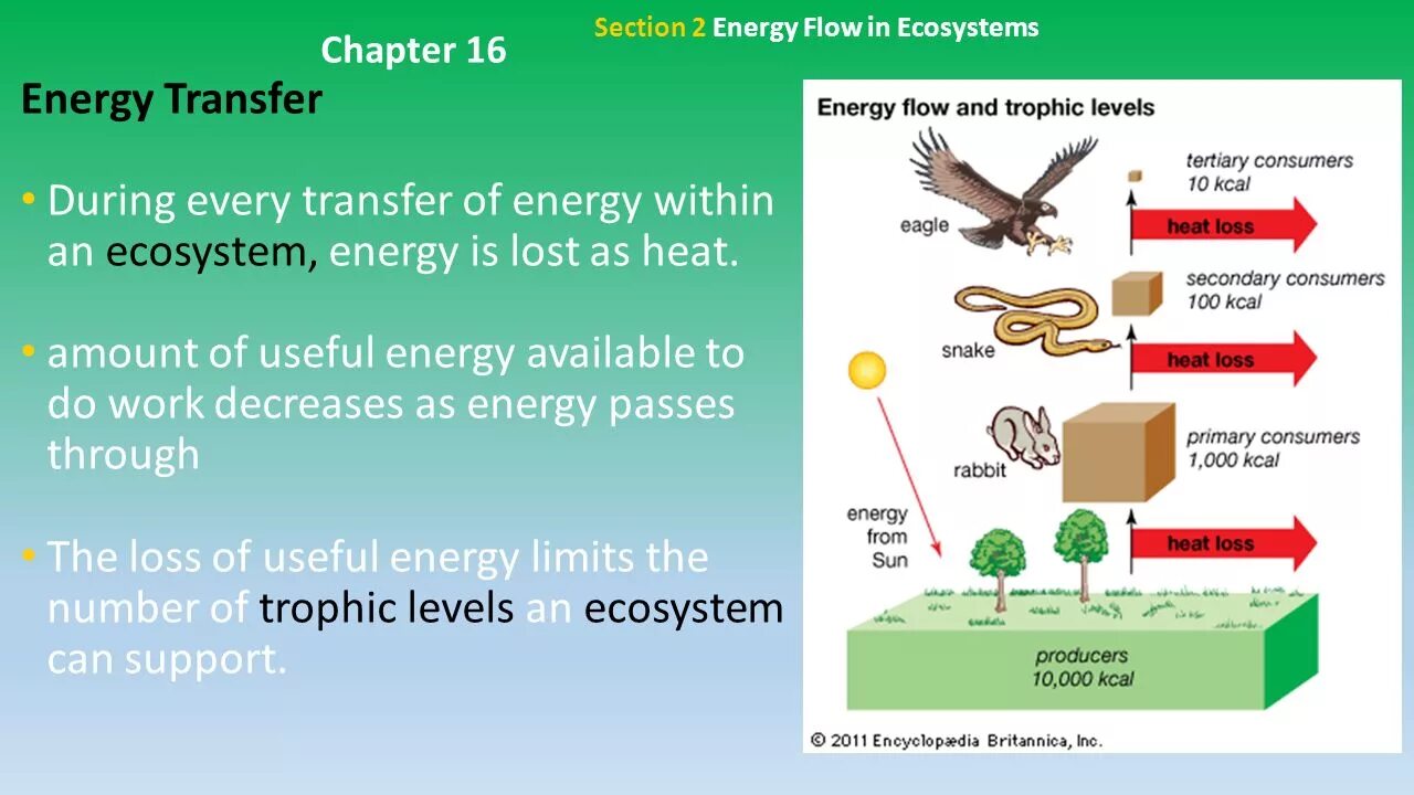 Energy process. Process of Energy Flow. Matter in an ecosystem. Energy Flow autotrophs. Interactions of Living Organisms.