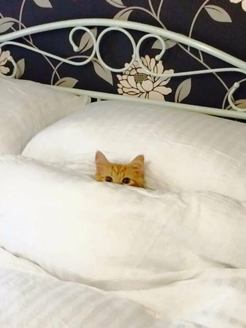 Котенок в постели. Кот в кровати. Кровать для кошки. Кот в постельке.