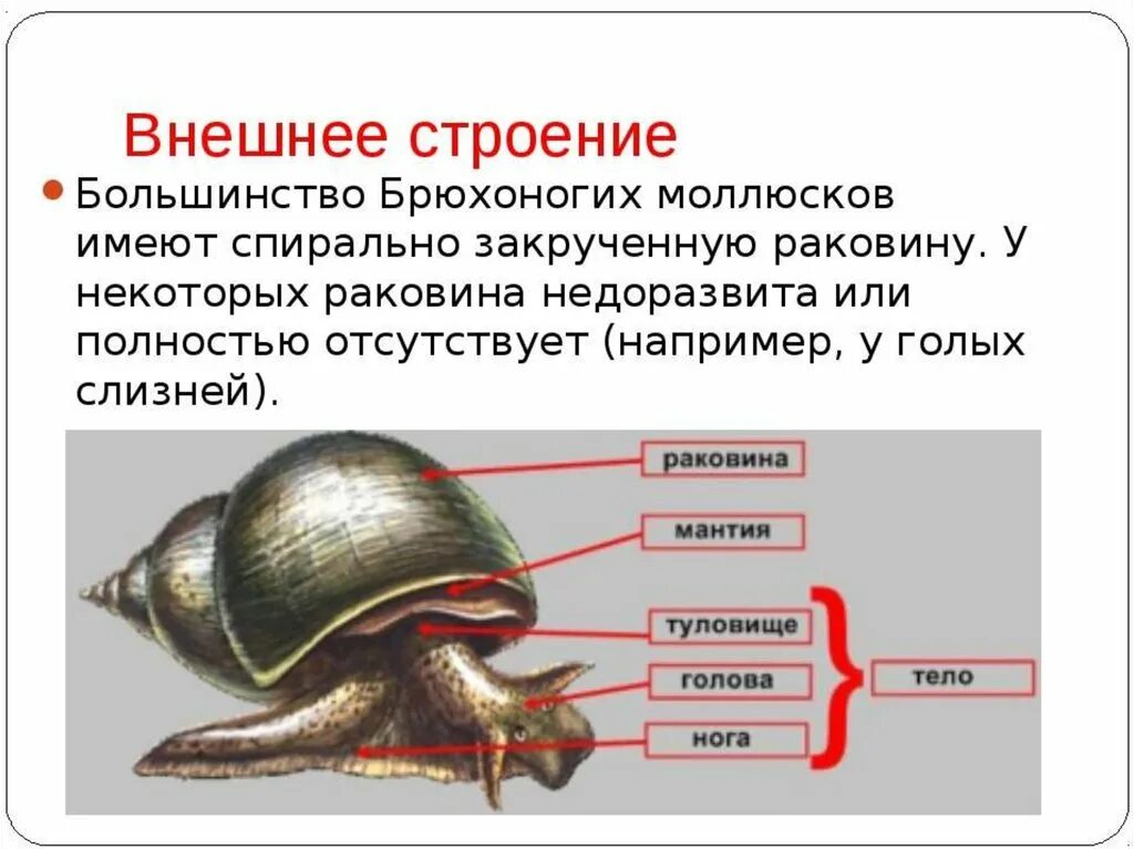 Наружное строение улитки. Внешнее строение брюхоногих моллюсков. Прудовик обыкновенный строение раковины. Тело брюхоногих моллюсков. Внутреннее строение брюхоногих моллюсков.