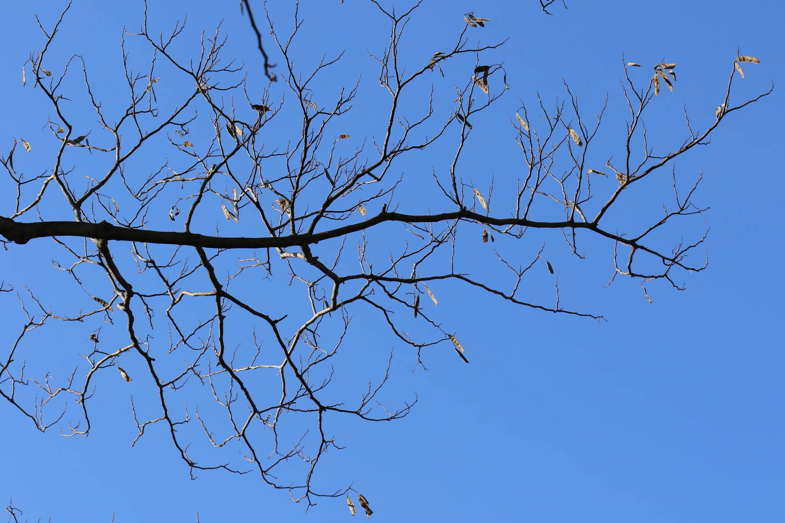 Empty branch