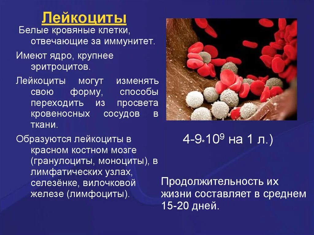 Почему могут быть повышенные лейкоциты. Функции лейкоцитов 8 класс биология. Форма лейкоцитов в крови человека. Лейкоциты форма клетки. Форма клетки лейкоцитов у человека.