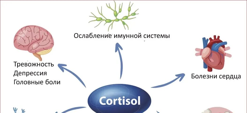 Гормон повышающий стресс