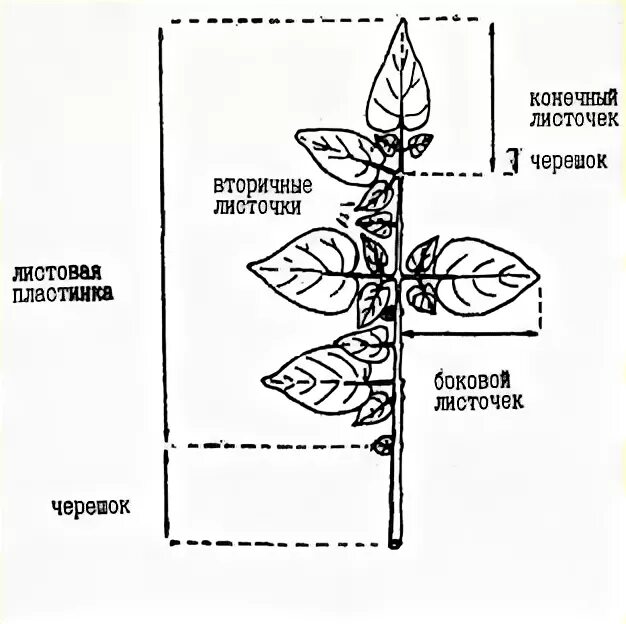 Особенности внешнего строения листа картофеля. Строение листа картофеля. рассеченность листа картофеля. форма листа картофеля. схема строения листьев картофеля.