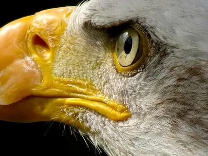 Eagle eyes