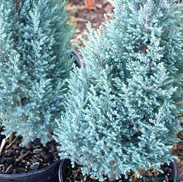 Кипарисовик Лавсона "Pelts Blue" h=35-70 см