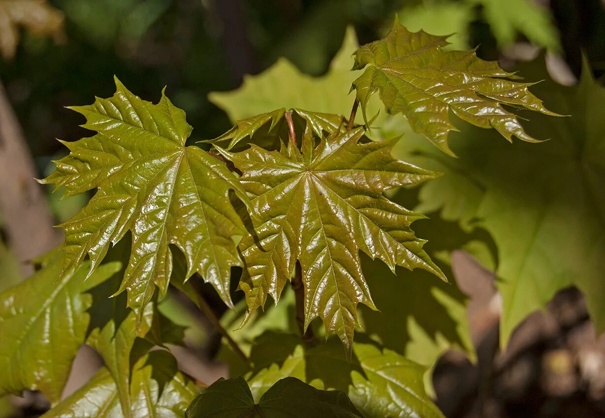 Листья кленов похожие на лапы резко. Клён остролистный платановидный. Клен остролистный (Acer platanoides). Клён остролистный 'dissectum'. Клен остролистный лист.