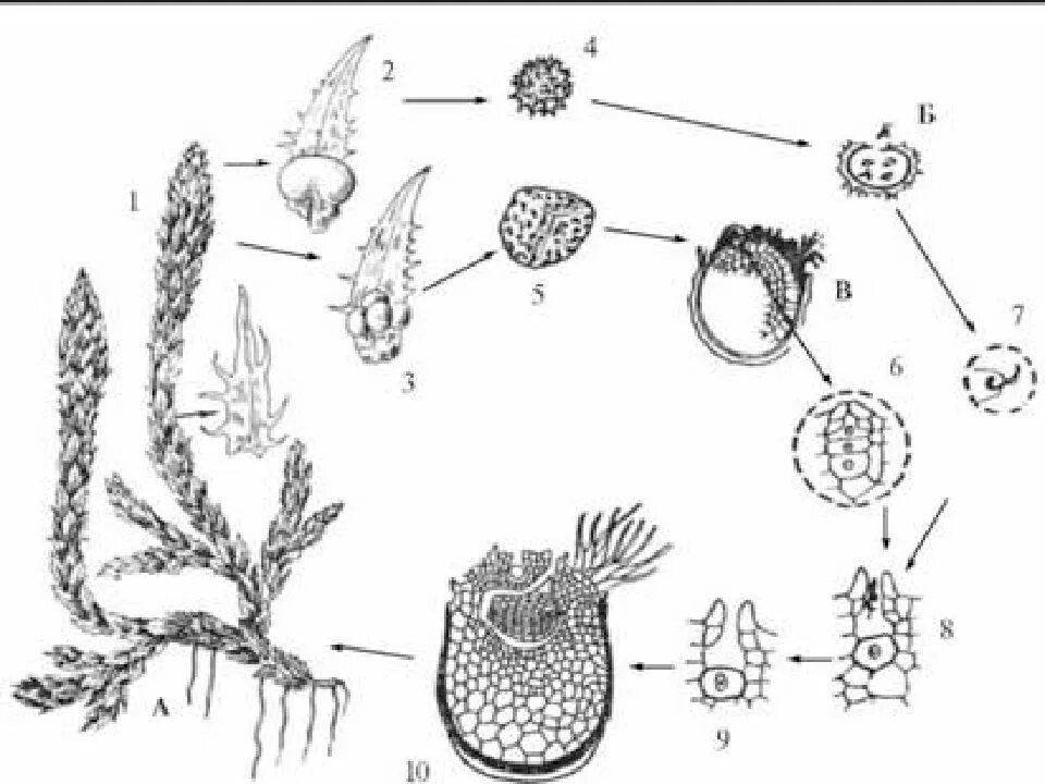 Спорангий плауна. Цикл размножения плауна. Цикл развития плауна схема. Жизненный цикл плауна схема. Цикл развития плауна ЕГЭ.