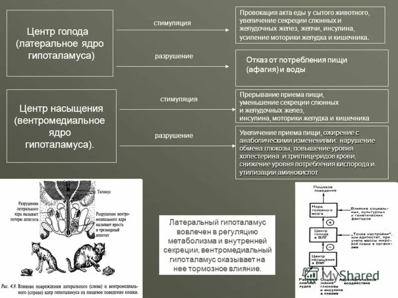 Центр голода в гипоталамусе. Латеральное ядро гипоталамуса центр голода. Латеральный и вентромедиальный гипоталамус.