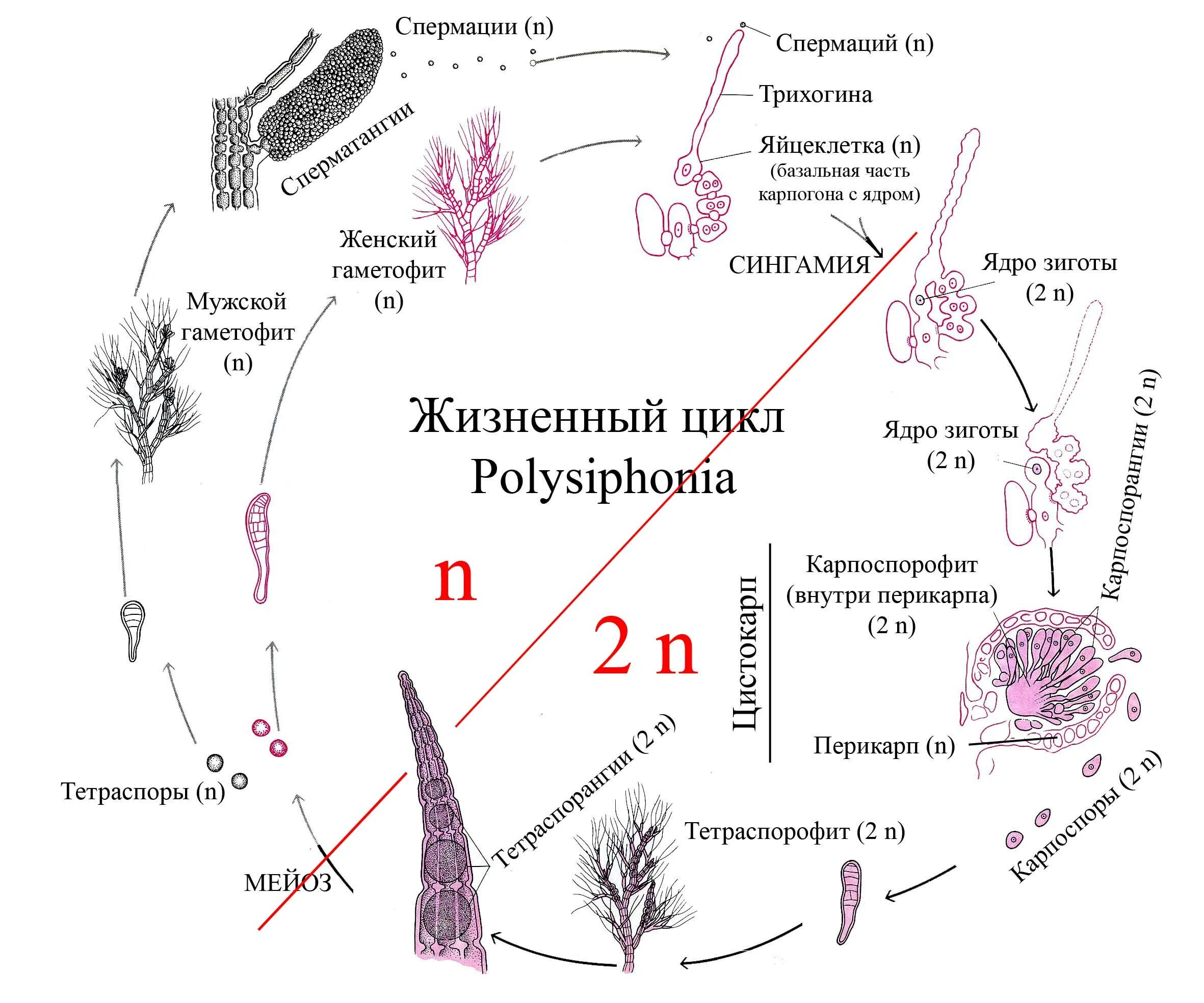 Стадия жизненного цикла водорослей. Цикл развития красных водорослей схема. Красная водоросль порфира жизненный цикл. Цикл размножения красных водорослей. Жизненный цикл красных водорослей схема.