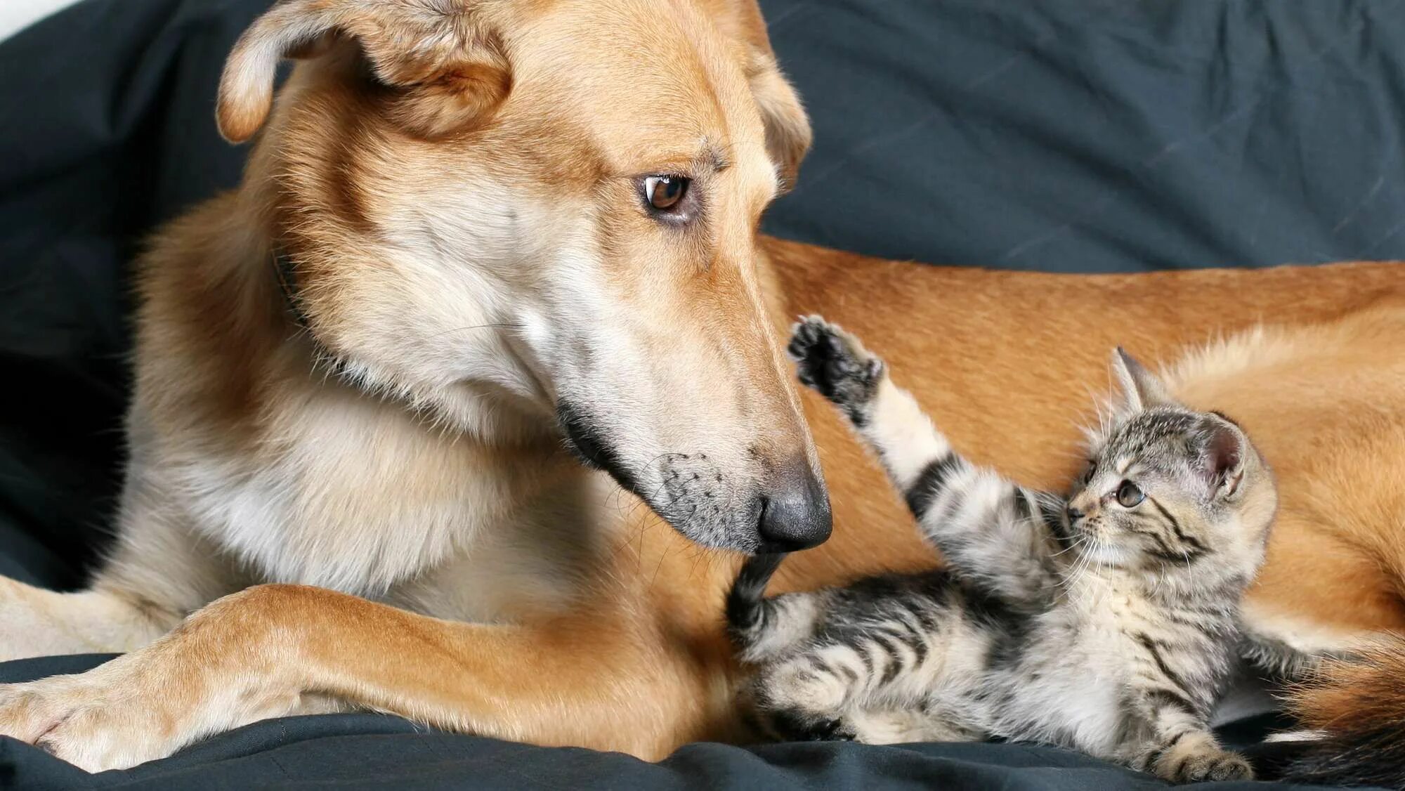 Dog and cat playing. Кошки и собаки. Собака и кошка вместе. Фото кошек и собак. Rjireb b CJ,FRB.