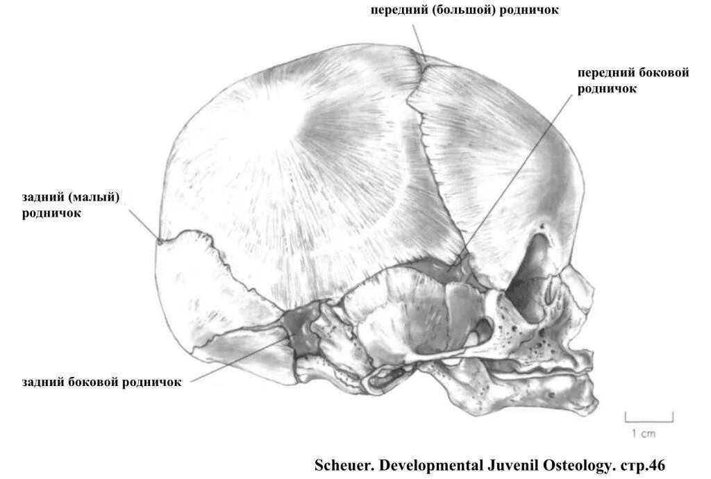 Родничок должен. Роднички на голове у новорожденного анатомия. Передний и задний Родничок. Передний большой Родничок.