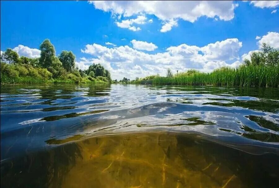 Река Вонча. Река Вонча самая чистая река. Чистые реки в Туле. Чистая вода в реке.