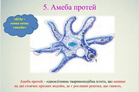 Амеба форма тела