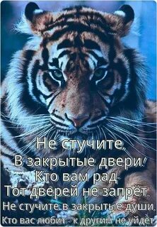 Ждем тигра