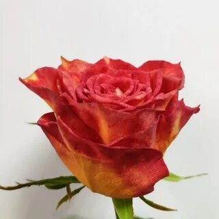Одноголовые розы