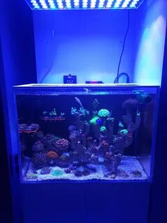 Работа морские аквариумы