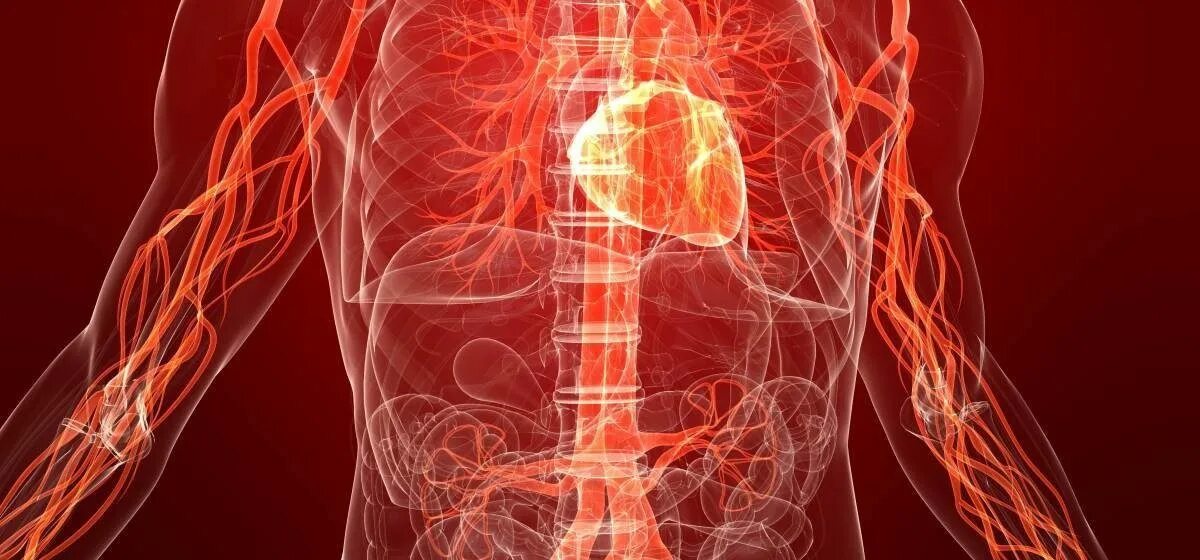 Классификация препаратов влияющих на сердечно сосудистую систему. Сосудорасширающие преп. Сердечно-сосудистая система человека. Сосудистая система препараты. Сосудорасширяющ епрепараты.