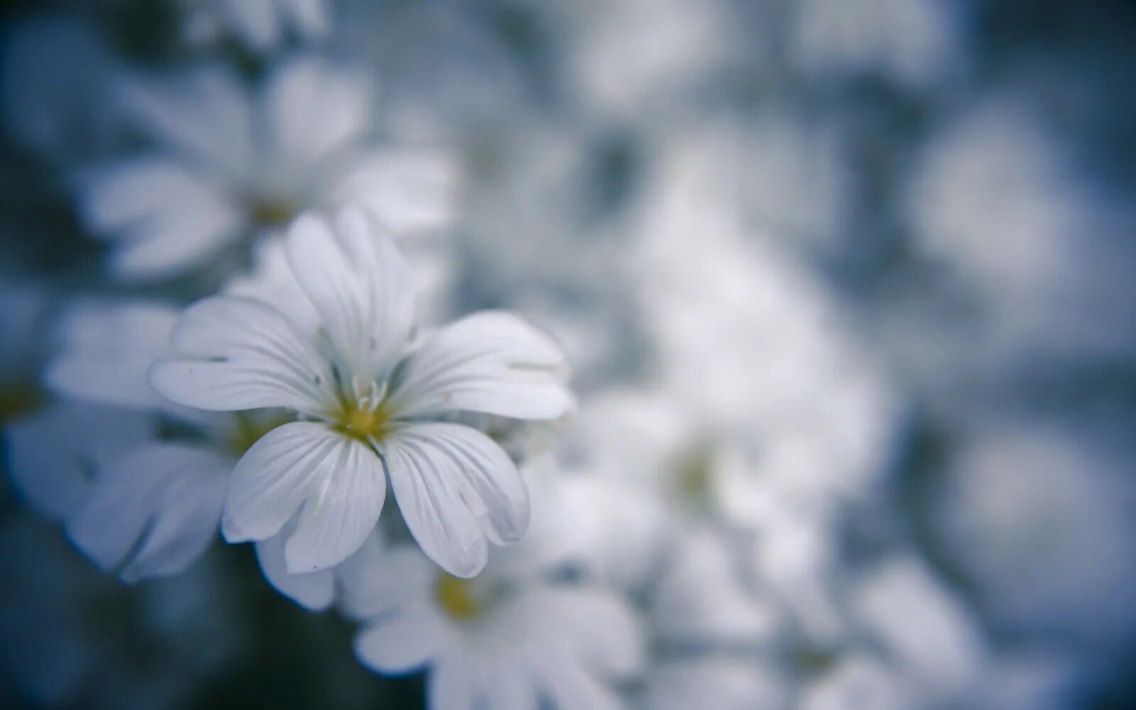Wait flowers