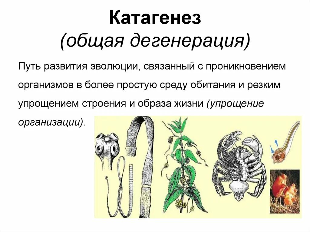 Выберите прогресс дегенерации. Катагенез и дегенерация. Катагенез примеры дегенерации. Общая дегенерация. Катагенез примеры у животных.