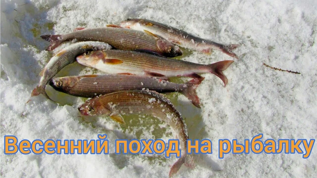 Хариус на льду. Зимняя рыбалка на хариуса. Хариус на байкале. Зимняя рыбалка на харьюзза. Зимняя рыбалка на хариуса.