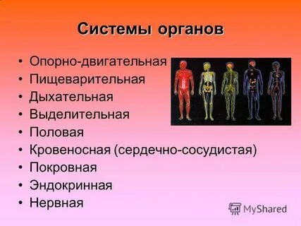 Общий обзор организма 8 класс презентация
