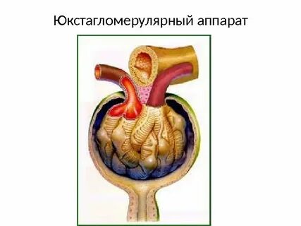 Юга почек