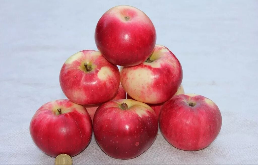 Сорт яблок алматинский апорт. Яблоня уэлси. Апорт яблоня. Яблоня апорт кроваво красный. Апорт яблоня.