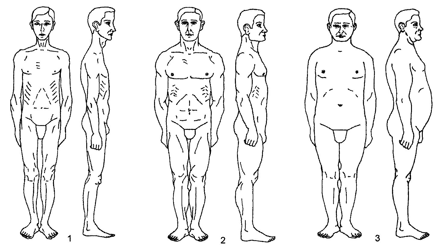 Пикник атлетик. Типы телосложения по Бунаку. Типы телосложения мужчин по схеме в. в. бунака. Схема телосложения бунака. Типы пропорций тела человека.