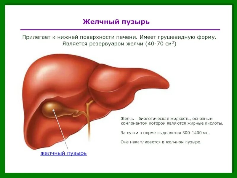 Желчный пузырь строение и функции. Желчный пузырь пищеварительная система. Желчный пузырь функции жёлчного пузыря. Пищеварительная система строения желчного пузыря. В какой состав органов входит печень