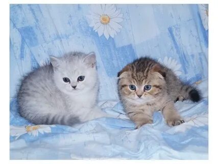 Котята суровикино