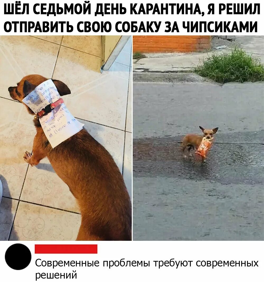 Собака в многоэтажке. Юмор про собак. смешные картинки про карантин. собачий юмор в картинках. собака юмор картинки.