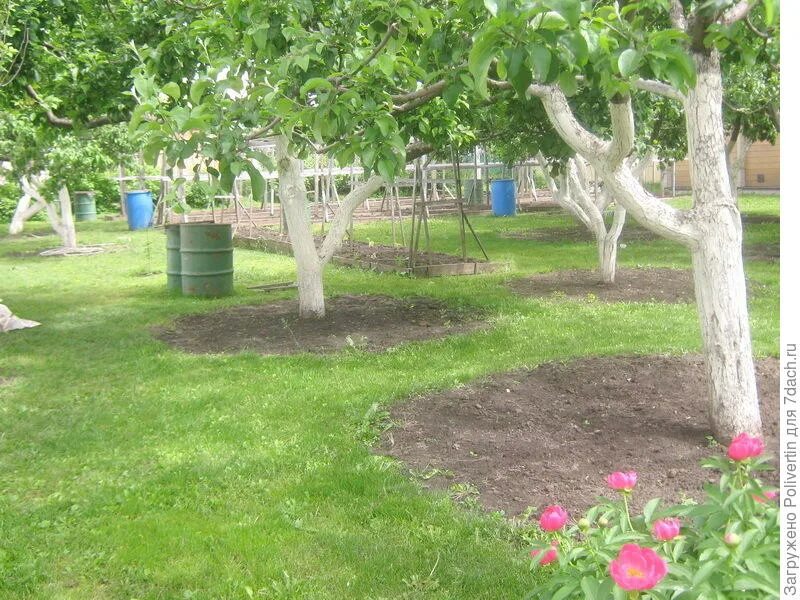 Приствольный круг плодовых кустарников. Приствольный круг плодовых деревьев бордюр. Что посадить в круг яблони. Приствольный круг яблони. Цветы в приствольном круге яблони.