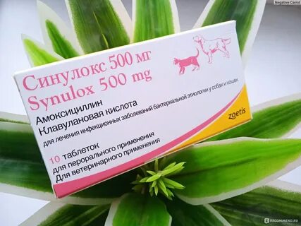 Антибиотик для собак кладакса