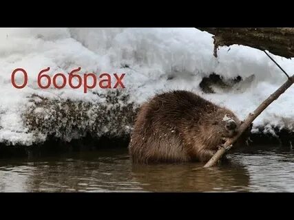 Включи видео бобры