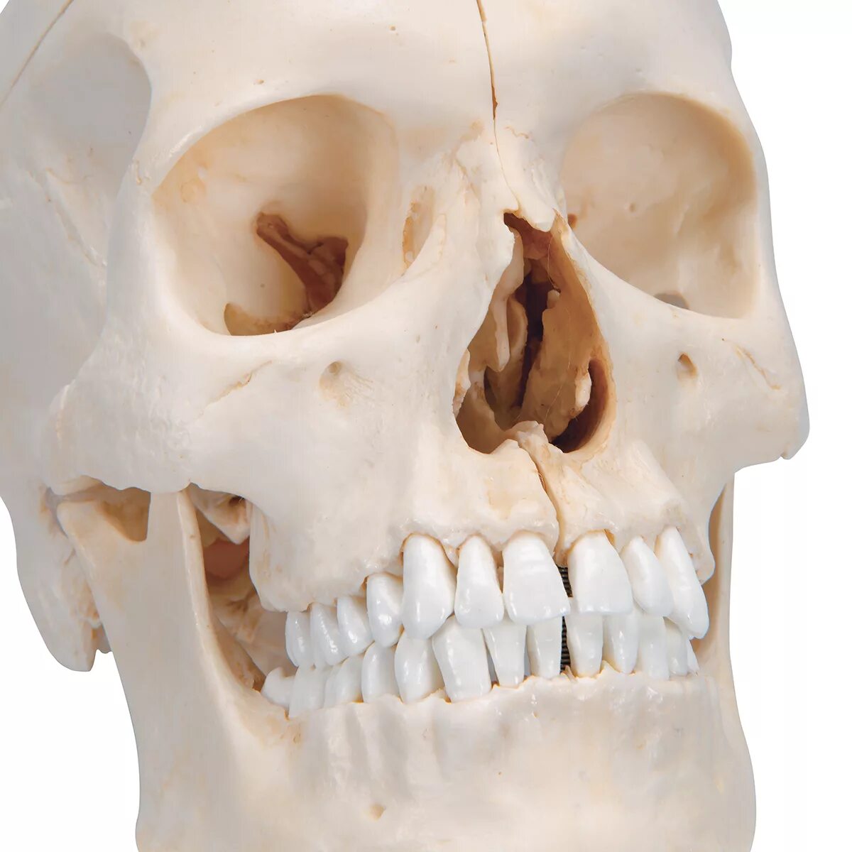 Череп человека. 3b Scientific череп. Череп модель. Макет черепа человека.